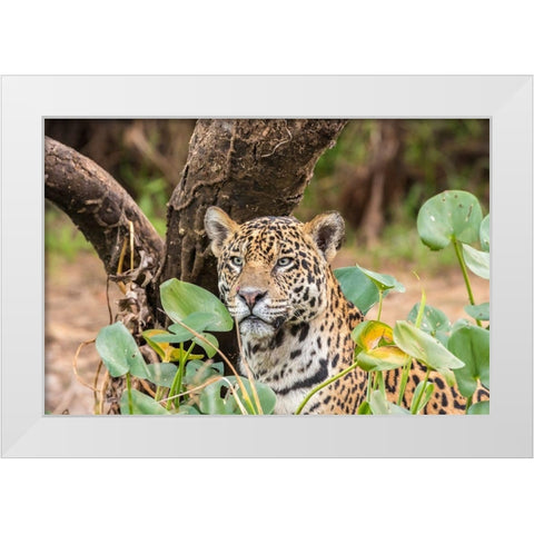 Brazil-Pantanal Close-up of jaguar  White Modern Wood Framed Art Print by Jaynes Gallery