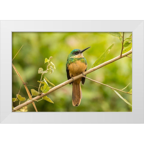 Brazil-Pantanal Rufous-tailed jacamar bird close-up  White Modern Wood Framed Art Print by Jaynes Gallery