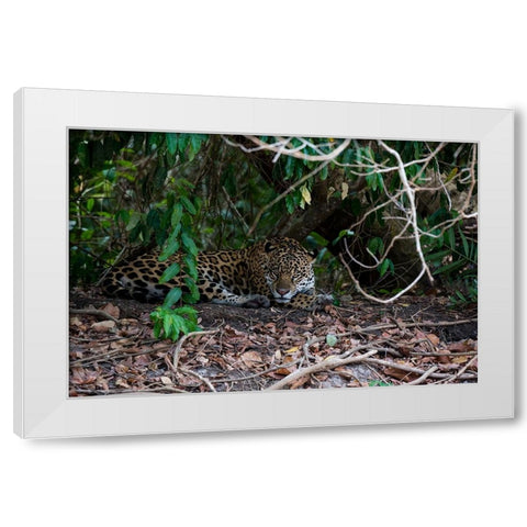 Jaguar-Pantanal-Mato Grosso-Brazil White Modern Wood Framed Art Print by Pitamitz, Sergio