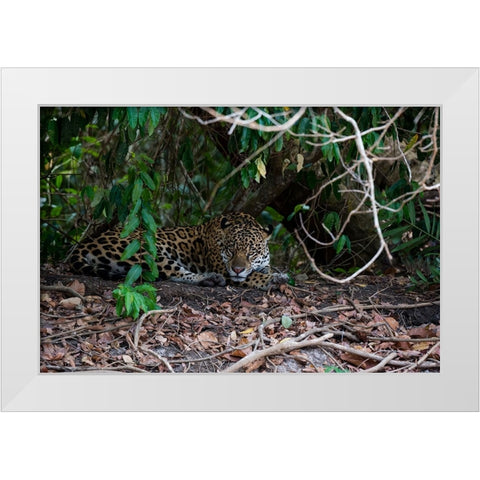 Jaguar-Pantanal-Mato Grosso-Brazil White Modern Wood Framed Art Print by Pitamitz, Sergio