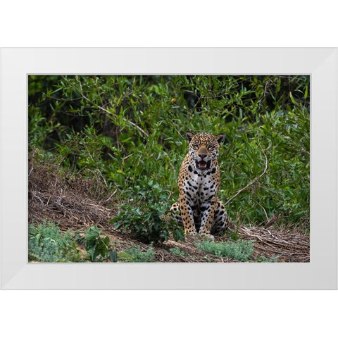 A jaguar-Panthera onca-standing White Modern Wood Framed Art Print by Pitamitz, Sergio