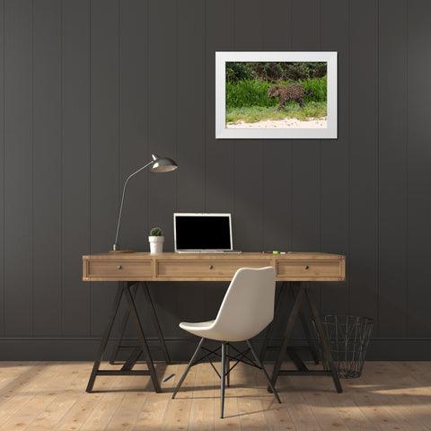 Jaguar-Pantanal-Mato Grosso-Brazil White Modern Wood Framed Art Print by Pitamitz, Sergio