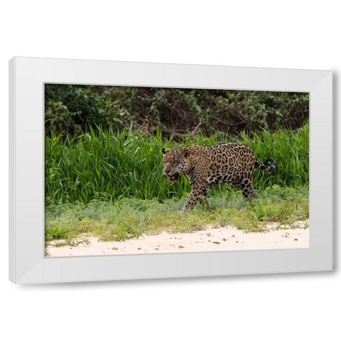 Jaguar-Pantanal-Mato Grosso-Brazil White Modern Wood Framed Art Print by Pitamitz, Sergio
