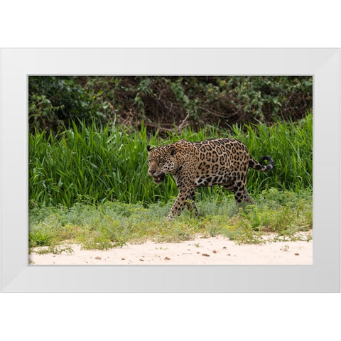 Jaguar-Pantanal-Mato Grosso-Brazil White Modern Wood Framed Art Print by Pitamitz, Sergio