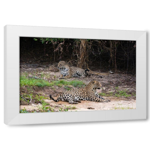 A pair of mating jaguars-Panthera onca-resting on the beach White Modern Wood Framed Art Print by Pitamitz, Sergio