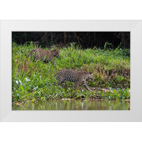 Jaguar-Pantanal-Mato Grosso-Brazil White Modern Wood Framed Art Print by Pitamitz, Sergio