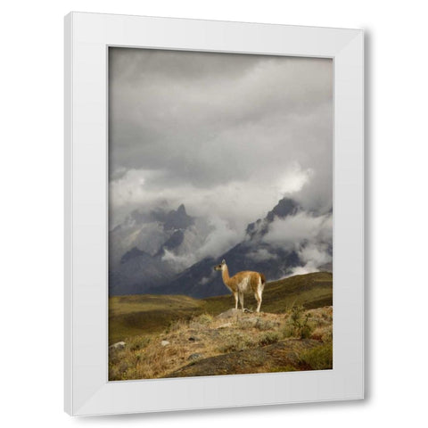 Chile, Torres del Paine NP A spotlighted Guanaco White Modern Wood Framed Art Print by Grall, Don