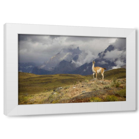 Chile, Torres del Paine NP A spotlighted Guanaco White Modern Wood Framed Art Print by Grall, Don