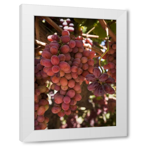 Chile, Colchagua Red grapes on the vine White Modern Wood Framed Art Print by Kaveney, Wendy