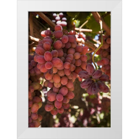 Chile, Colchagua Red grapes on the vine White Modern Wood Framed Art Print by Kaveney, Wendy