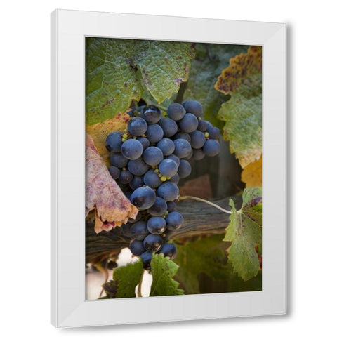 Chile, Purple grapes on the vine White Modern Wood Framed Art Print by Kaveney, Wendy