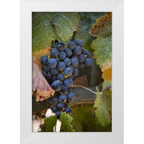 Chile, Purple grapes on the vine White Modern Wood Framed Art Print by Kaveney, Wendy