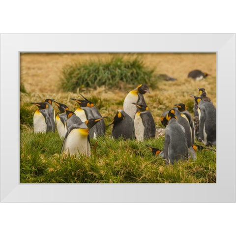 Chile, Tierra del Fuego King penguin colony White Modern Wood Framed Art Print by Illg, Cathy and Gordon