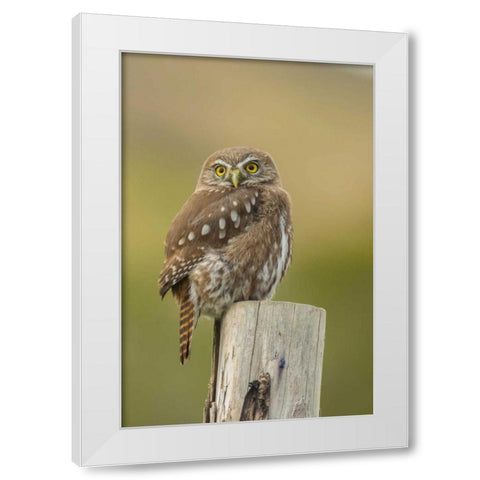Chile, Torres del Paine NP Austral pygmy owl White Modern Wood Framed Art Print by Illg, Cathy and Gordon