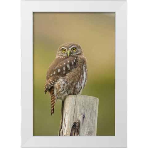 Chile, Torres del Paine NP Austral pygmy owl White Modern Wood Framed Art Print by Illg, Cathy and Gordon