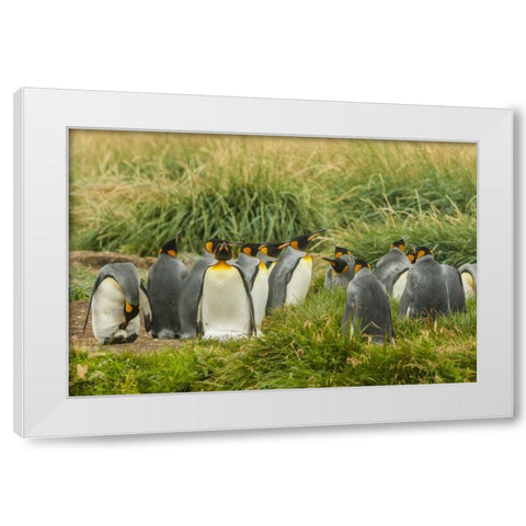 Chile, Tierra del Fuego King penguin colony White Modern Wood Framed Art Print by Illg, Cathy and Gordon