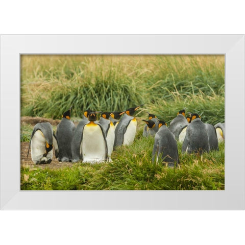 Chile, Tierra del Fuego King penguin colony White Modern Wood Framed Art Print by Illg, Cathy and Gordon