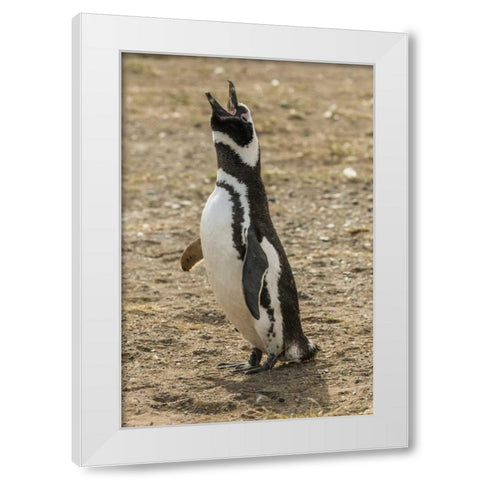 Chile, Isla Magdalena Magellanic penguin White Modern Wood Framed Art Print by Illg, Cathy and Gordon