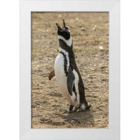 Chile, Isla Magdalena Magellanic penguin White Modern Wood Framed Art Print by Illg, Cathy and Gordon