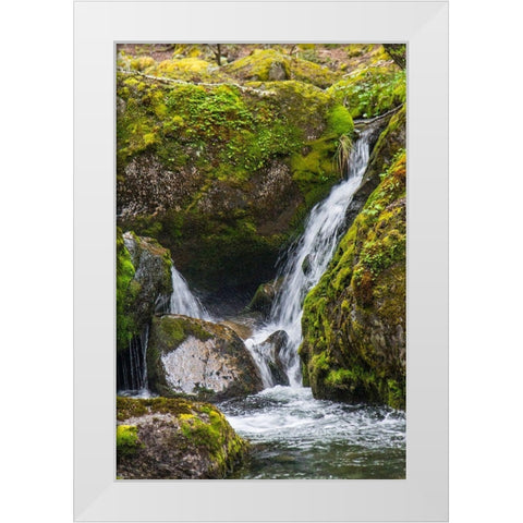 Within Parc Nacional Torres del Paine-there is a tropical rainforest  White Modern Wood Framed Art Print by Ostrowitz, Mallorie
