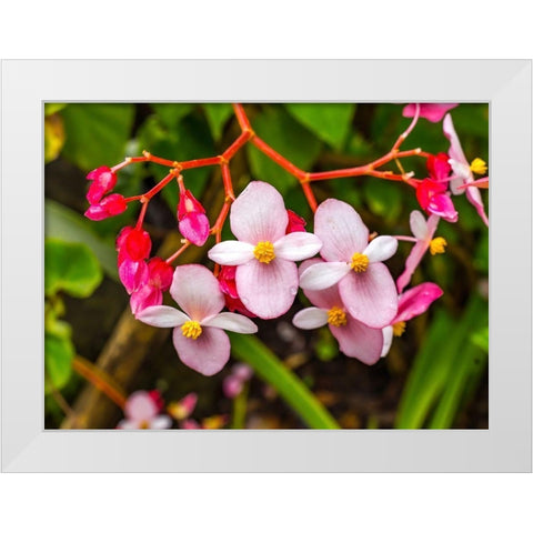 Pink flowering Begonia-Easter Island-Chile White Modern Wood Framed Art Print by Perry, William