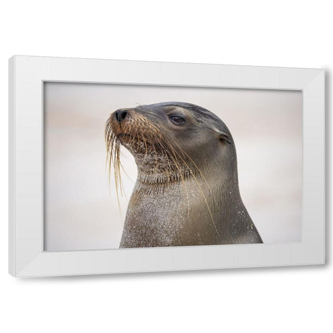 Galapagos sea lion-San Cristobal Island-Galapagos Islands-Ecuador White Modern Wood Framed Art Print by Jones, Adam