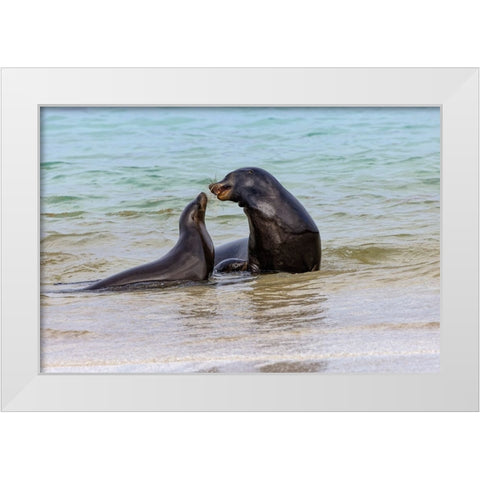 Male and female Galapagos sea lions-San Cristobal Island-Galapagos Islands-Ecuador White Modern Wood Framed Art Print by Jones, Adam