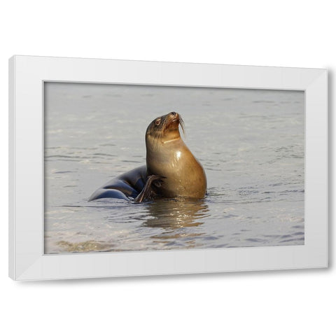 Galapagos sea lion-San Cristobal Island-Galapagos Islands-Ecuador White Modern Wood Framed Art Print by Jones, Adam