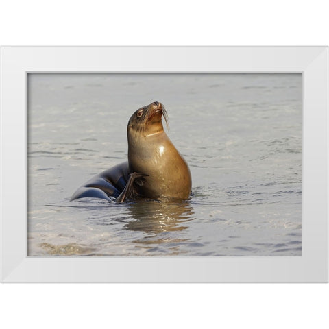 Galapagos sea lion-San Cristobal Island-Galapagos Islands-Ecuador White Modern Wood Framed Art Print by Jones, Adam