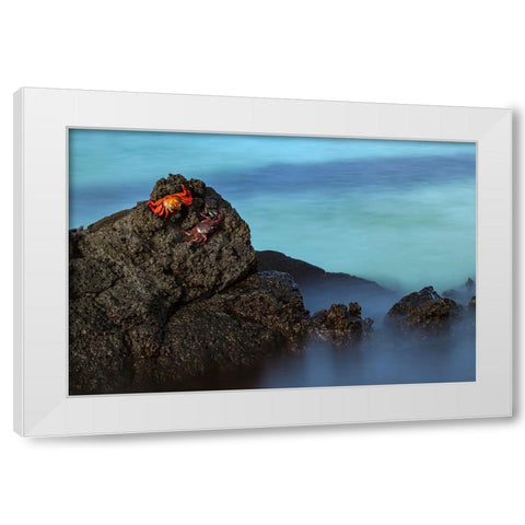 Sally lightfoot crab San Cristobal Island-Galapagos Islands-Ecuador White Modern Wood Framed Art Print by Jones, Adam