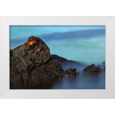 Sally lightfoot crab San Cristobal Island-Galapagos Islands-Ecuador White Modern Wood Framed Art Print by Jones, Adam