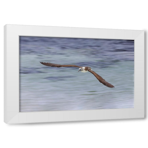 Blue-footed booby diving for fish-San Cristobal Island-Galapagos Islands-Ecuador White Modern Wood Framed Art Print by Jones, Adam