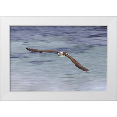 Blue-footed booby diving for fish-San Cristobal Island-Galapagos Islands-Ecuador White Modern Wood Framed Art Print by Jones, Adam