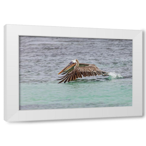 Brown pelican taking off from water-San Cristobal Island-Galapagos Islands-Ecuador White Modern Wood Framed Art Print by Jones, Adam