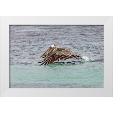Brown pelican taking off from water-San Cristobal Island-Galapagos Islands-Ecuador White Modern Wood Framed Art Print by Jones, Adam