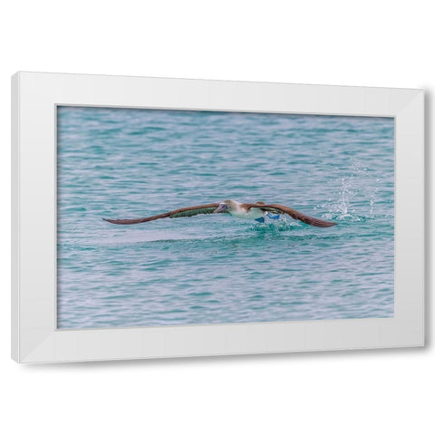 Blue-footed booby diving for fish-San Cristobal Island-Galapagos Islands-Ecuador White Modern Wood Framed Art Print by Jones, Adam