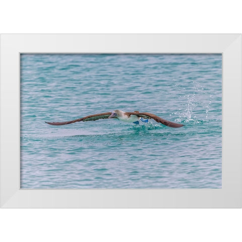 Blue-footed booby diving for fish-San Cristobal Island-Galapagos Islands-Ecuador White Modern Wood Framed Art Print by Jones, Adam