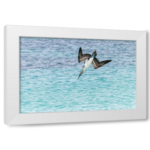 Blue-footed booby diving for fish-San Cristobal Island-Galapagos Islands-Ecuador White Modern Wood Framed Art Print by Jones, Adam