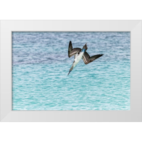 Blue-footed booby diving for fish-San Cristobal Island-Galapagos Islands-Ecuador White Modern Wood Framed Art Print by Jones, Adam