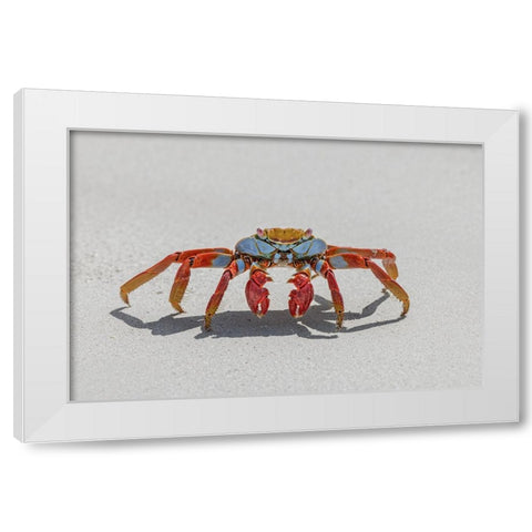 Sally lightfoot crab on white sandy beach San Cristobal Island-Galapagos Islands-Ecuador White Modern Wood Framed Art Print by Jones, Adam