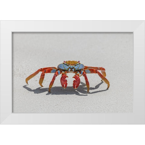 Sally lightfoot crab on white sandy beach San Cristobal Island-Galapagos Islands-Ecuador White Modern Wood Framed Art Print by Jones, Adam