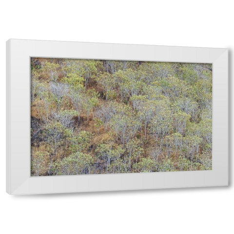 Hillside of palo Santo trees San Cristobal Island-Galapagos Islands-Ecuador White Modern Wood Framed Art Print by Jones, Adam