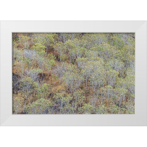 Hillside of palo Santo trees San Cristobal Island-Galapagos Islands-Ecuador White Modern Wood Framed Art Print by Jones, Adam