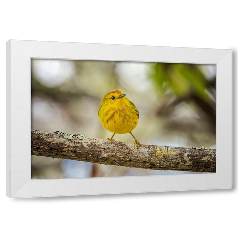 Yellow warbler San Cristobal Island-Galapagos Islands-Ecuador White Modern Wood Framed Art Print by Jones, Adam
