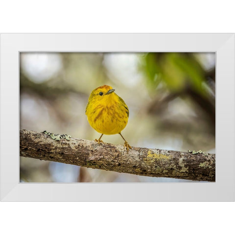 Yellow warbler San Cristobal Island-Galapagos Islands-Ecuador White Modern Wood Framed Art Print by Jones, Adam