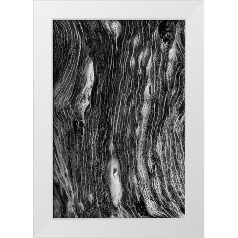Pattern in dead tree-San Cristobal Island-Galapagos Islands-Ecuador White Modern Wood Framed Art Print by Jones, Adam