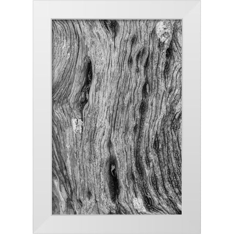 Pattern in dead tree-San Cristobal Island-Galapagos Islands-Ecuador White Modern Wood Framed Art Print by Jones, Adam