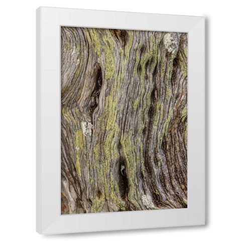 Pattern in dead tree-San Cristobal Island-Galapagos Islands-Ecuador White Modern Wood Framed Art Print by Jones, Adam