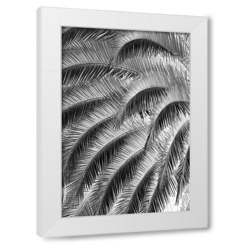Black and White Pattern in branches of palm tree-Quito-Ecuador White Modern Wood Framed Art Print by Jones, Adam