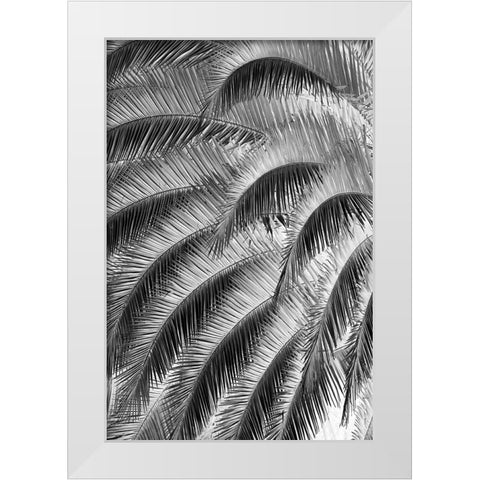 Black and White Pattern in branches of palm tree-Quito-Ecuador White Modern Wood Framed Art Print by Jones, Adam